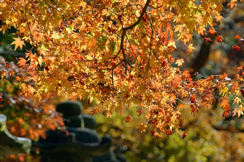 1026_奈良公園_奈良