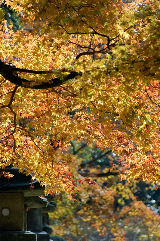 1027_奈良公園_奈良