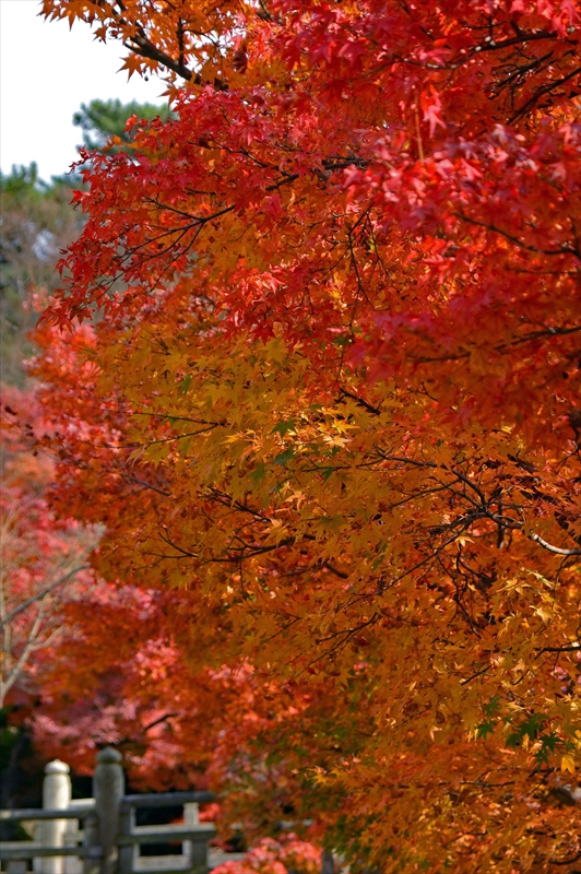 1033_奈良公園_奈良