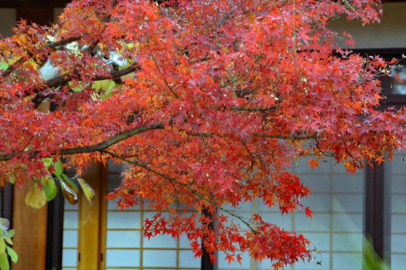 1038_奈良公園_奈良