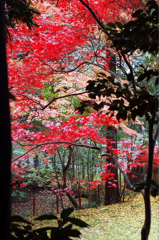 1062_洛東 今熊野観音寺_京都