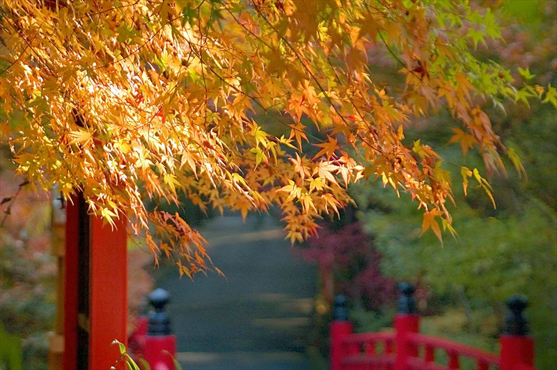 1068_洛東 今熊野観音寺_京都