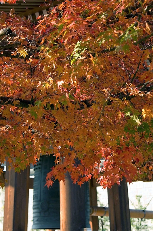 1005_洛中 智積院_京都