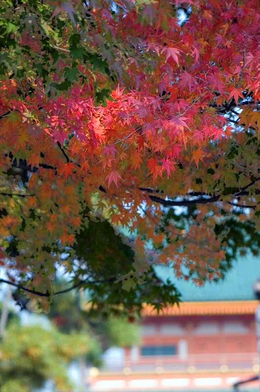 1002_洛中 平安神宮_京都
