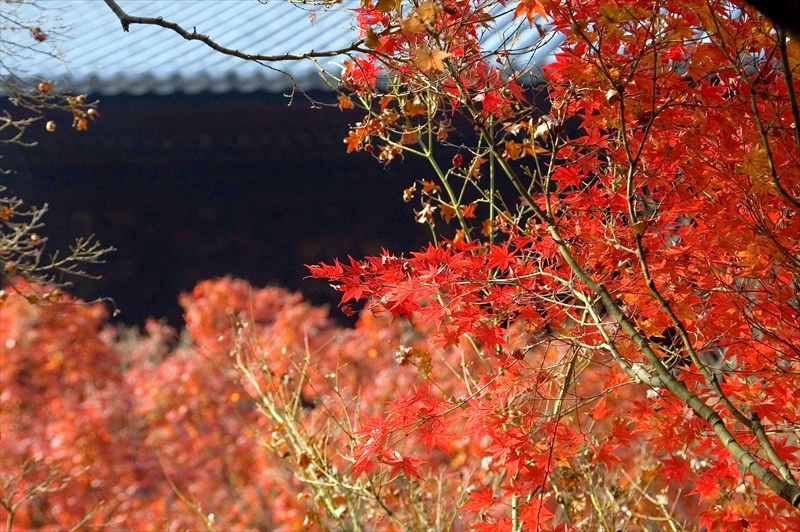 1086_洛東 南禅寺_京都