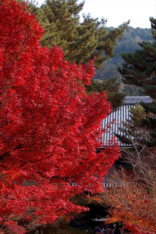 1088_洛東 南禅寺_京都
