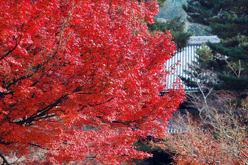 1089_洛東 南禅寺_京都