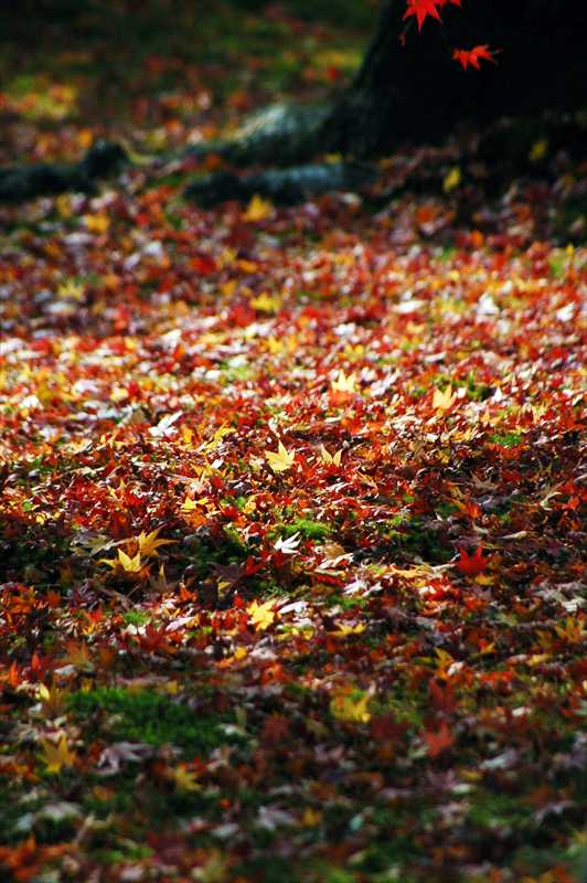 1008_游愁の美_日本