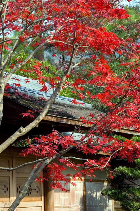 1091_洛東 南禅寺_京都