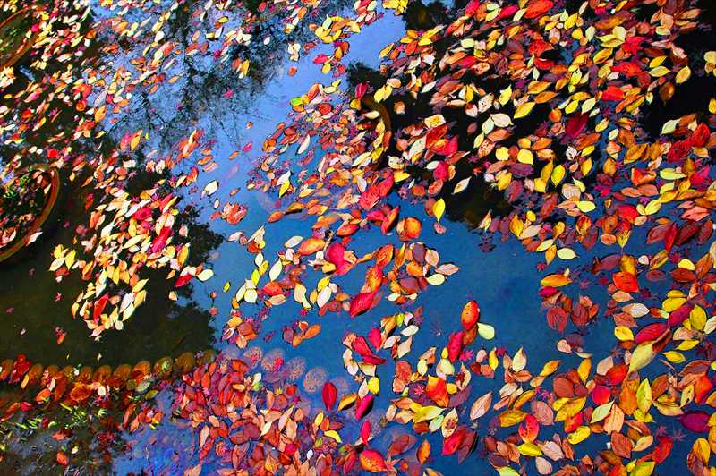 1009_游愁の美_日本