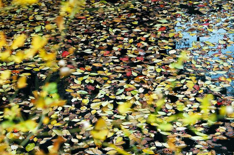 1010_游愁の美_日本