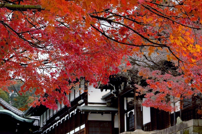 1081_洛東 金戒光明寺_京都