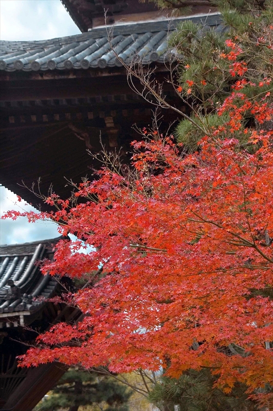 1082_洛東 金戒光明寺_京都