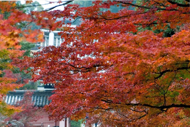 1203_洛東 真正極楽寺 (真如堂)_京都