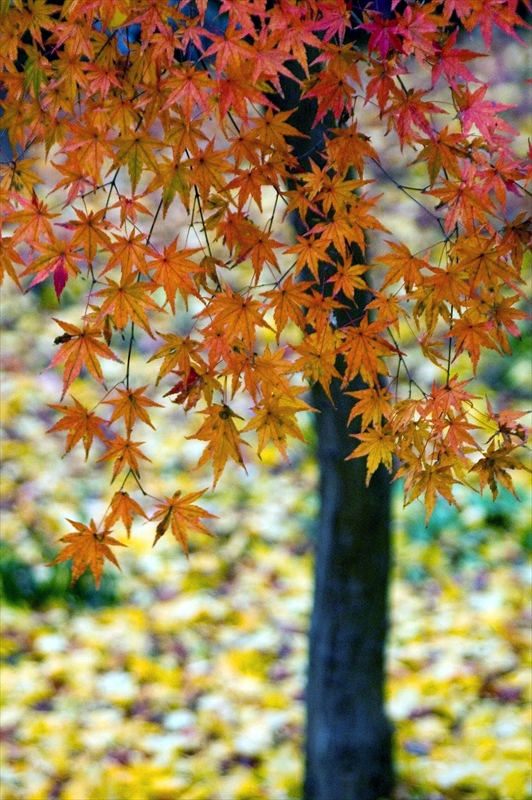 1204_洛東 真正極楽寺 (真如堂)_京都