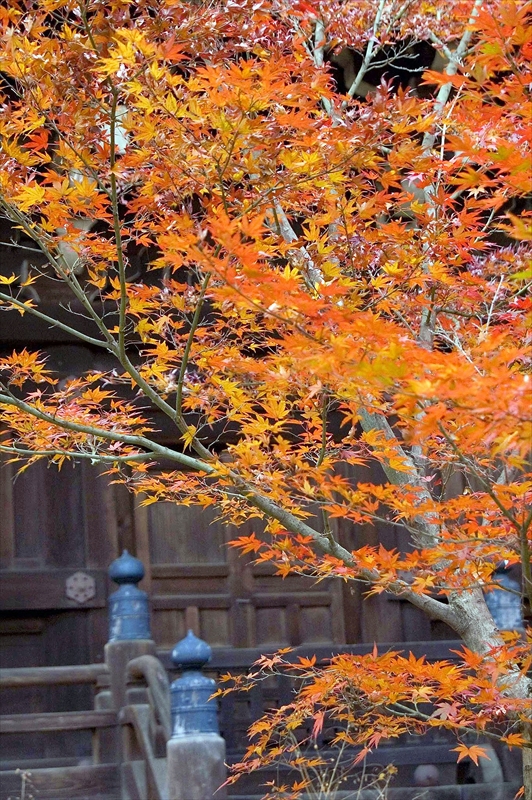 1205_洛東 真正極楽寺 (真如堂)_京都