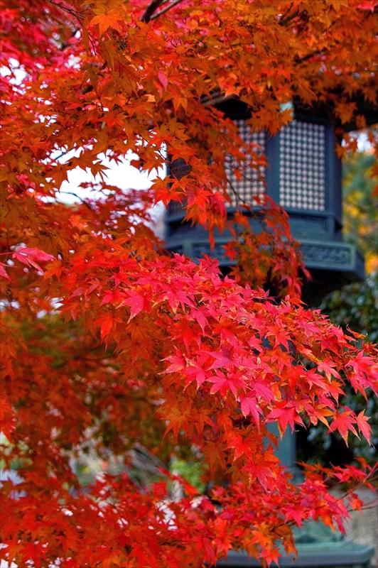 1206_洛東 真正極楽寺 (真如堂)_京都