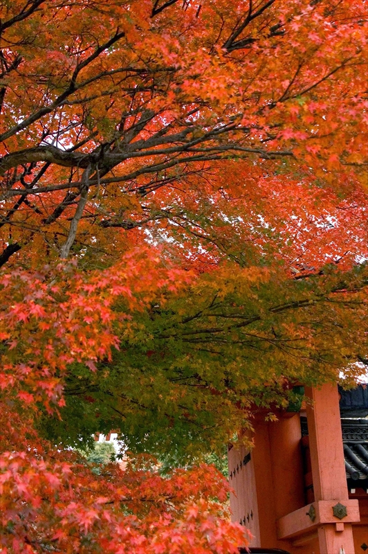 1207_洛東 真正極楽寺 (真如堂)_京都