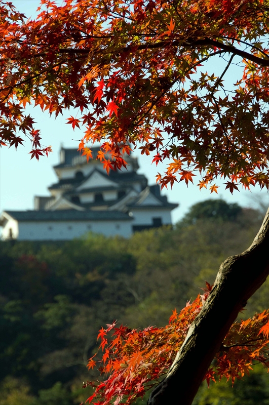 1015_彦根城_滋賀