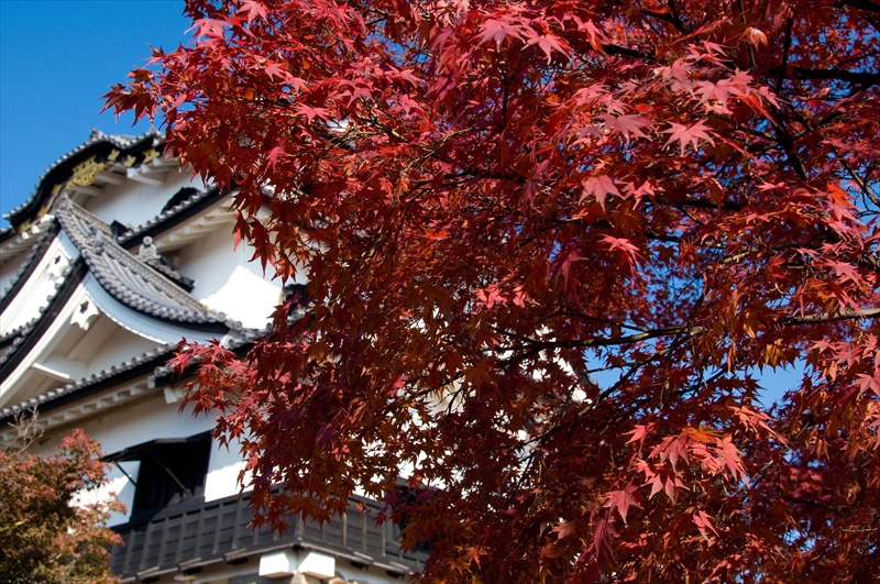 1023_彦根城_滋賀