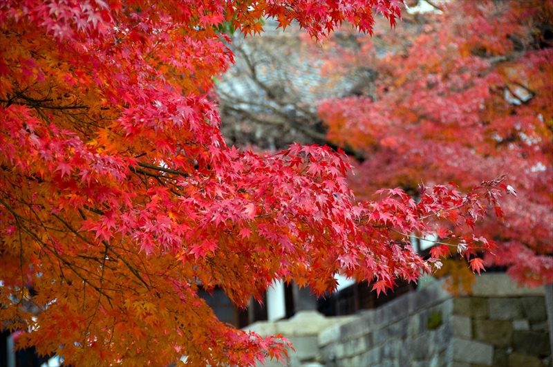 1084_洛東 金戒光明寺_京都