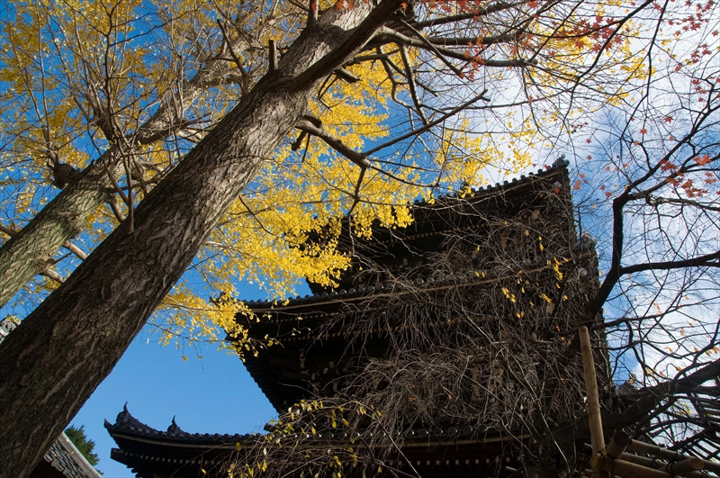 1210_洛東 真正極楽寺 (真如堂)_京都