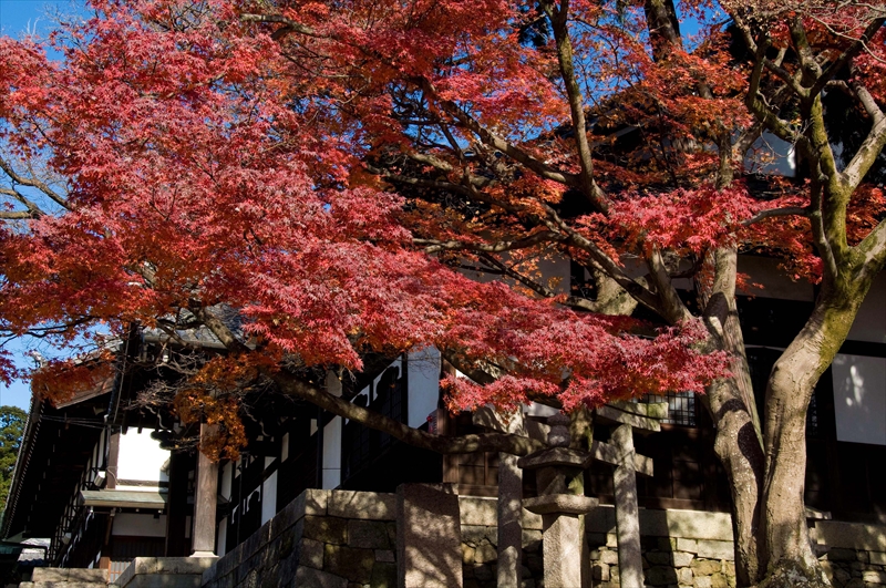1085_洛東 金戒光明寺_京都