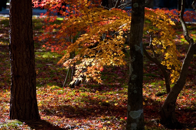 1032_洛東 南禅寺_京都