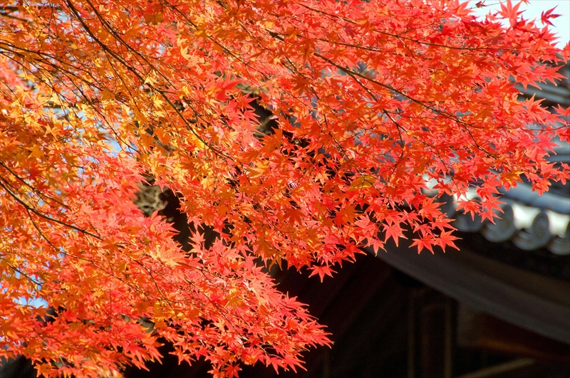 1214_洛東 真正極楽寺 (真如堂)_京都