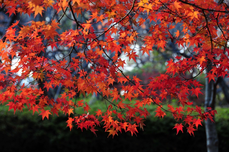 1021_姫路城_兵庫