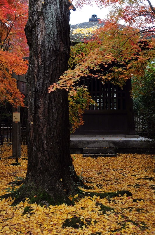 1006_洛北 蓮華寺_京都