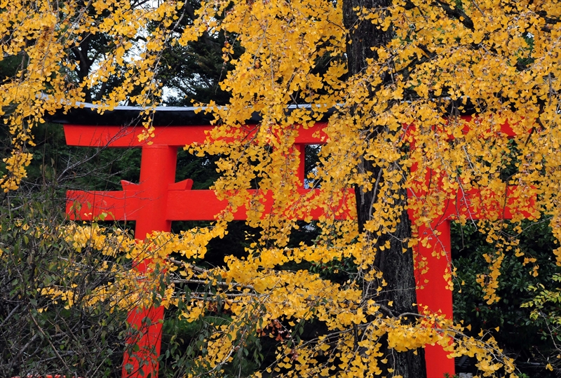 1076_洛北 下賀茂神社_京都
