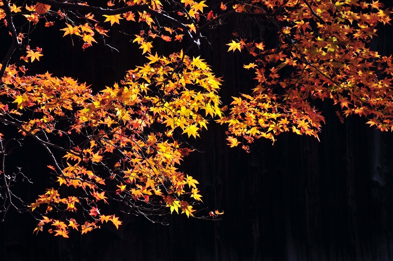 1014_洛北 今宮神社_京都