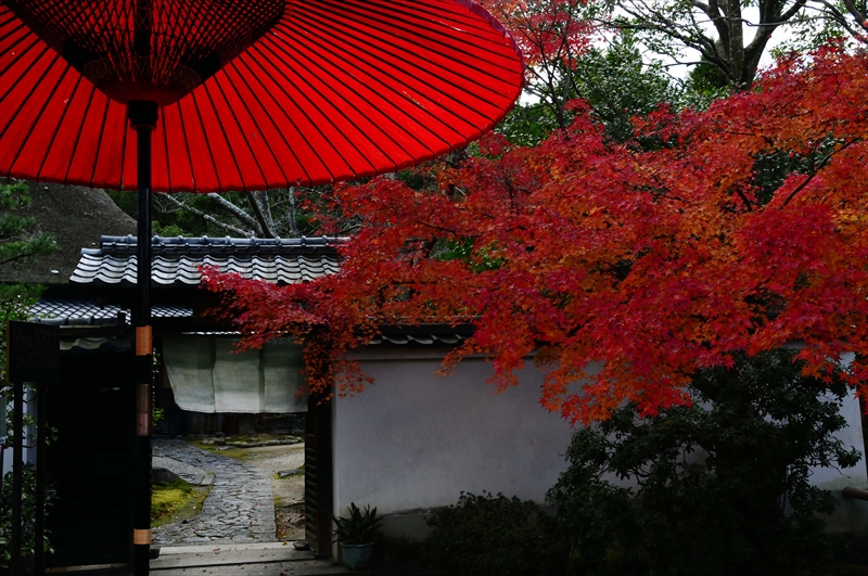 1041_奈良公園_奈良