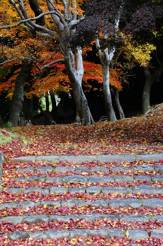 1046_奈良公園_奈良