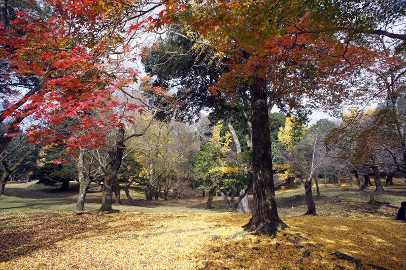 1056_奈良公園_奈良