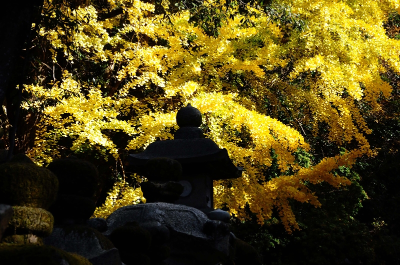 1057_奈良公園_奈良