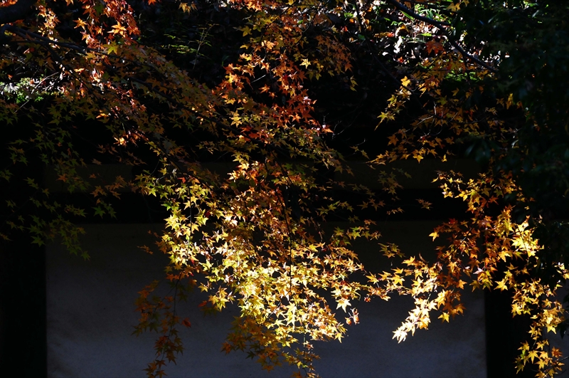 1058_奈良公園_奈良