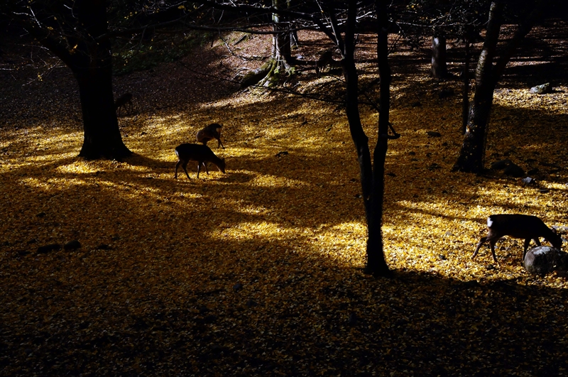 1060_奈良公園_奈良
