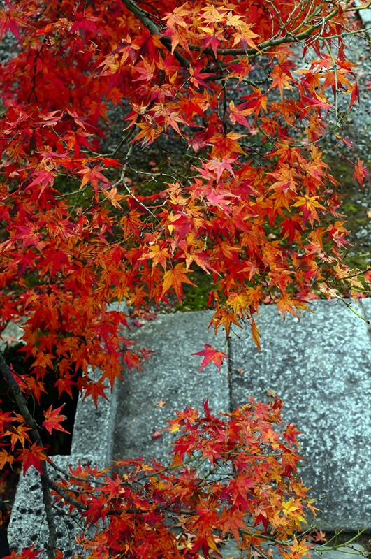 1063_奈良公園_奈良