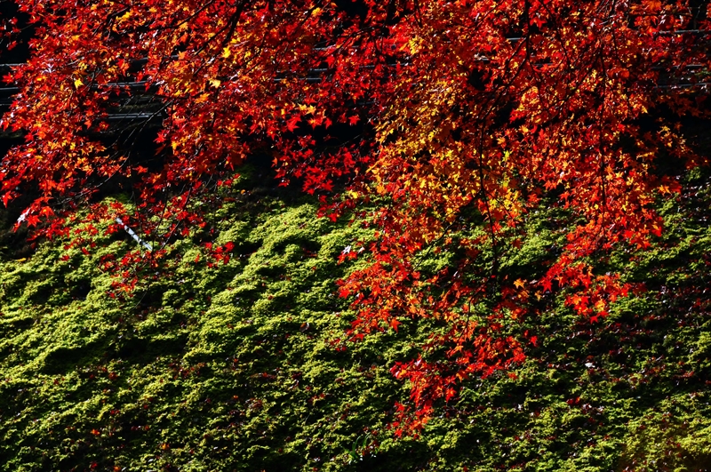 1065_奈良公園_奈良