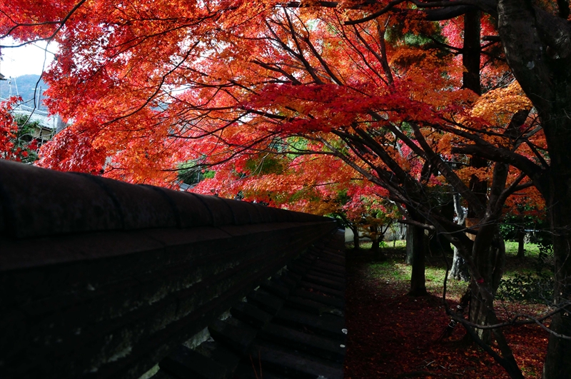 1066_奈良公園_奈良