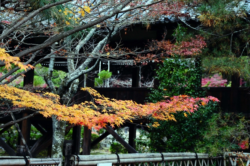 1068_奈良公園_奈良