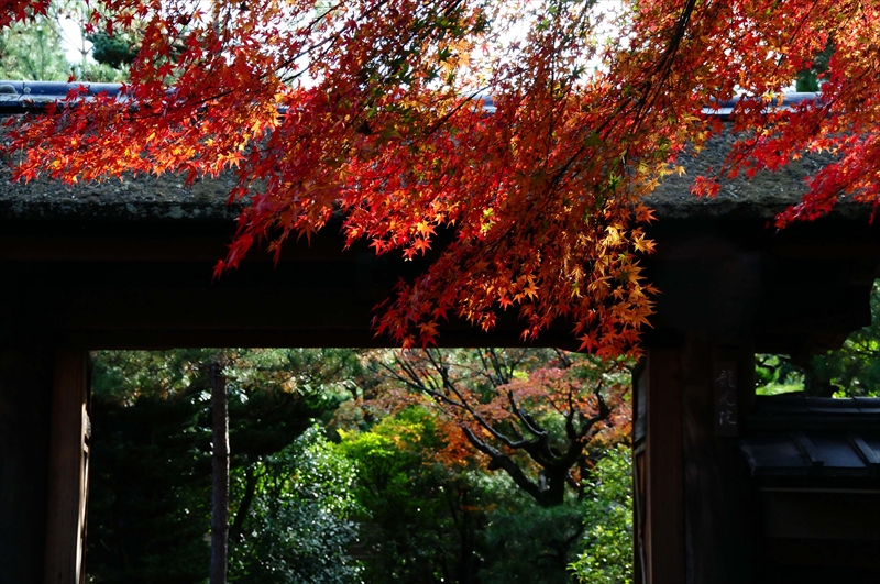 1072_奈良公園_奈良