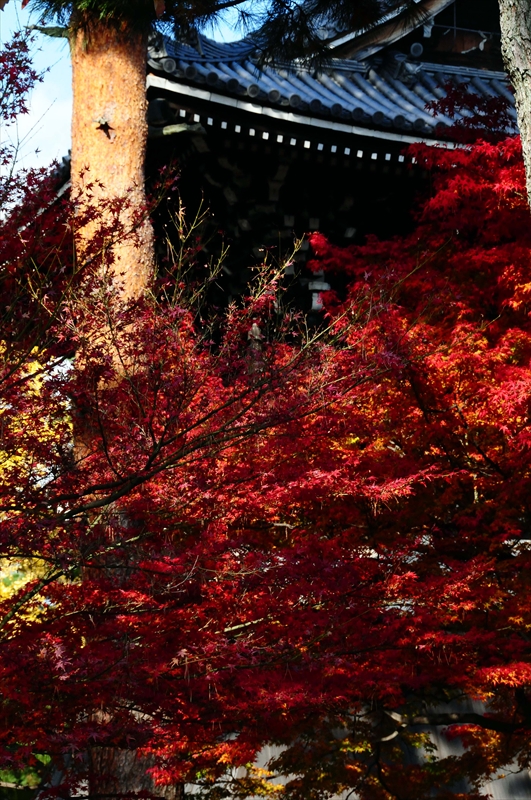 1073_奈良公園_奈良