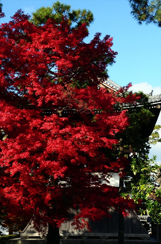 1074_奈良公園_奈良