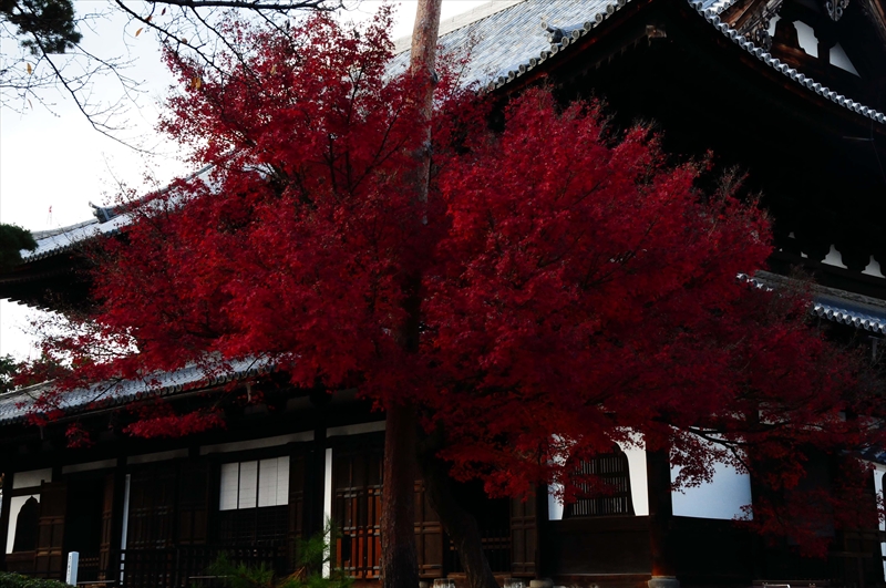 1076_奈良公園_奈良