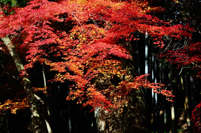 1078_奈良公園_奈良