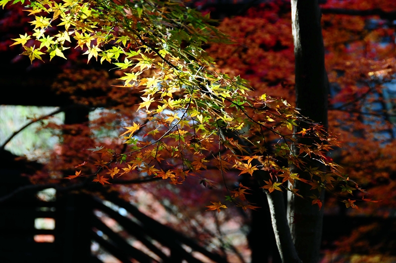 1081_奈良公園_奈良