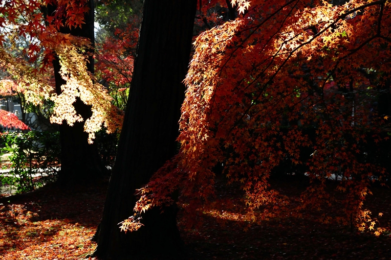1082_奈良公園_奈良